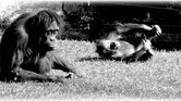 Orangutans