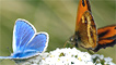 A silver shredded blue and gatekeeper butterfly by Brian Mottershead
