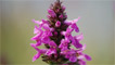 A wild orchid.