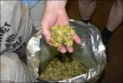 Hops