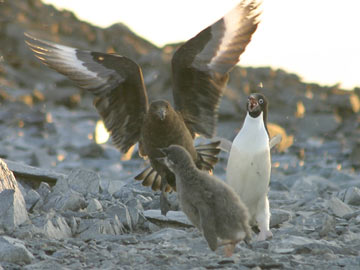 Brown skua menacing an Adélie penguin chick, with an adult © Cara Sucher