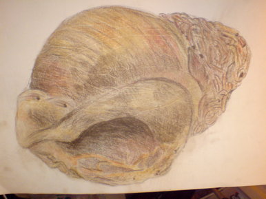 Sea Shell