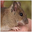 Yellow necked Mouse 