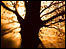 Tree in winter [by Darren Bradnick]