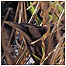 Bird watching (Image: Bittern c/o English nature and Chris Gomersall)