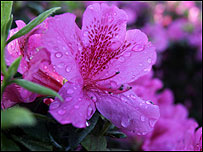 Azalea