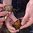 Holding crabs