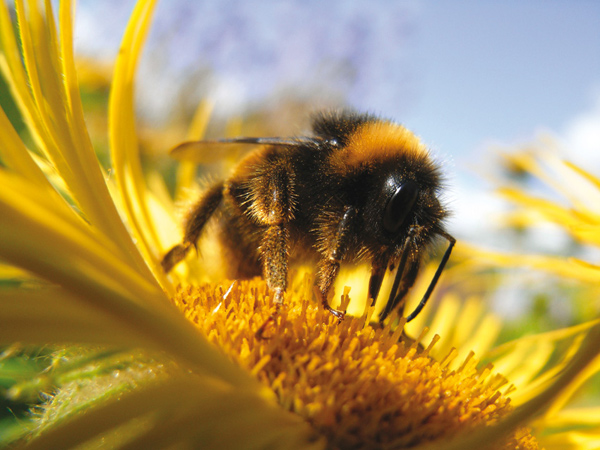 Busy Bee