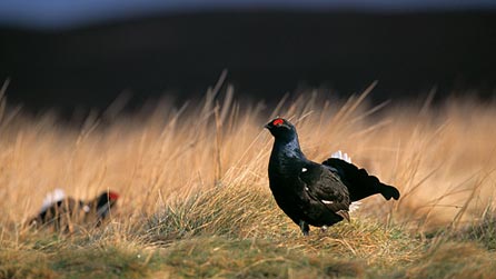 Grouse lek by Chris Gomersal