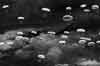 Thousands of parachutes in the sky