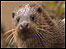 Coast Index (Image: Otter)