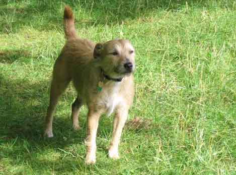 Toby