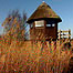 Nesting Cranes (Image: Hide)