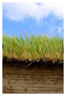 Roots Level