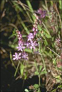 Autumn squill 
