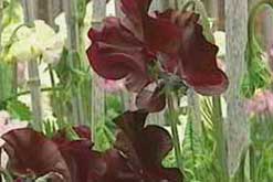 Sweet Peas