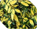 Evergreen plants