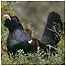 Woodland Index (Image: Capercaillie c/o RSPB Images and Dougan)