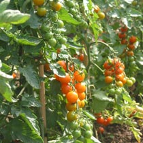 Tomato