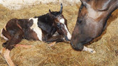 Ally and newborn...
