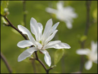 玉兰花