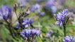 Sea flowers