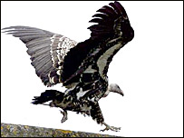 गिद्ध