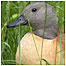 Activities (Image: Shelduck c/o Wildlife and Wetlandd Trust)