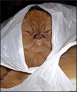 Garfield