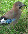 Jay by Matthew Johnson