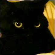 Black cat