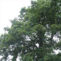 Alder