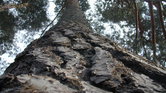 Scots Pine