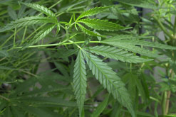 Cannabis plant