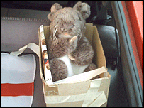 Rabbit puppet