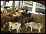 Donkeys at the Donkey Sanctuary in Sidmouth