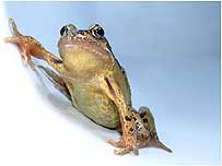 Frog