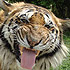 Tiger at the zoo