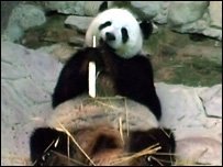 Panda macho