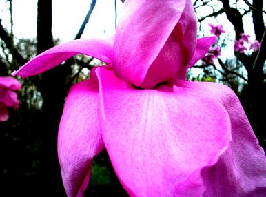 magnolia