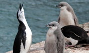 Chinstrap penguins, adult and young
