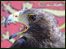Bird of Prey