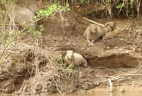 Capibara