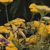 Yarrow
