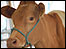 New Forest and Hants County Show 