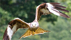 Red kite by C Holdsworth