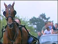 Horse trotting