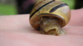 snail.