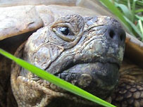tortoise