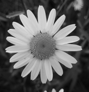 Forgotten flower